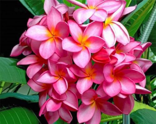 Pink Frangipani paint by numbers