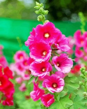 Blooming Pink Hollyhocks paint by numbers