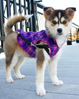 Pomsky Puppy Dog Paint by numbers