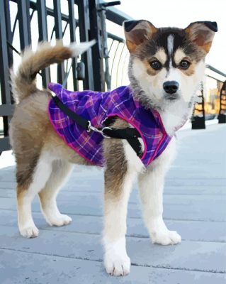 Pomsky Puppy Dog Paint by numbers