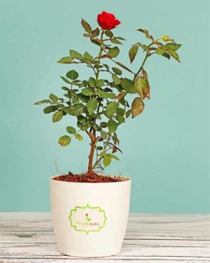 Rose Tree Paint by numbers