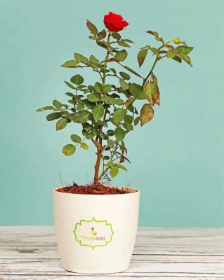 Rose Tree Paint by numbers