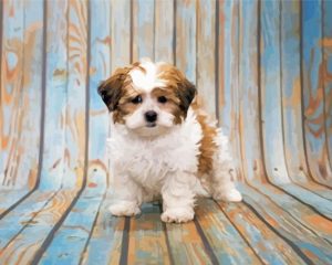 shihpoo dog animal paint by numbers