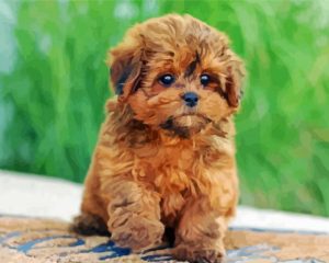 shihpoo puppy paint by numbers