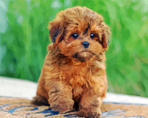 shihpoo puppy paint by numbers
