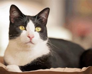 Tuxedo Cat paint by numbers