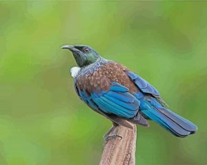 Aesthetic Honeyeater Tui
