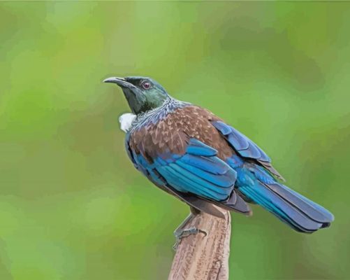 Aesthetic Honeyeater Tui