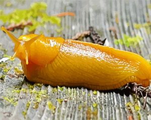 Banana slug paint by number
