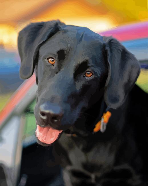 Black Labrador Retriever paint by numbers