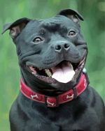 Black Staffordshire Bull Terrier Smiling paint by numbers