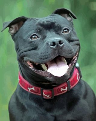 Black Staffordshire Bull Terrier Smiling paint by numbers