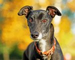 Black Greyhound Animal paint by numbers