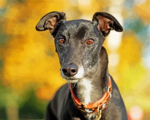 Black Greyhound Animal paint by numbers