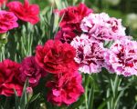 Blooming Carnations Flowers paint by numbers