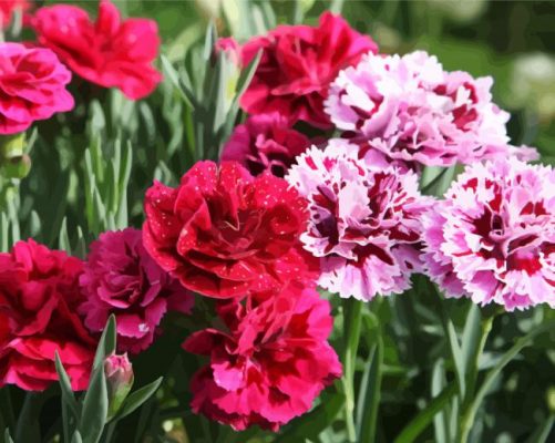 Blooming Carnations Flowers paint by numbers