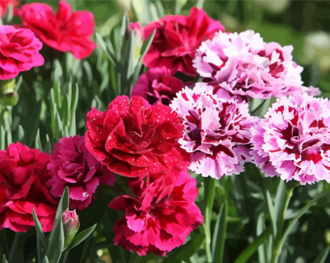 Blooming Carnations Flowers paint by numbers