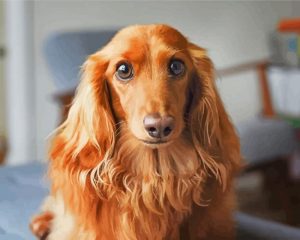 Brown Long Haired Dachshund paint by numbers