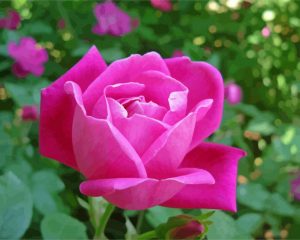 China rose flower paint by number