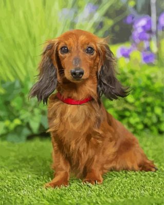 Dachshund Long Haired Paint by numbers