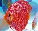 Discus fish paint by number