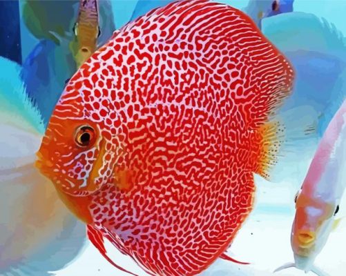 Discus fish paint by number