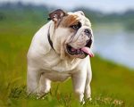 English Bulldog Paint By Number