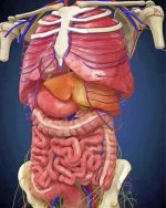 Internal Organs paint by number