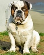 Old English Bulldog Paint By Number