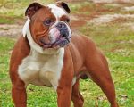 Old English Bulldog Paint By Number