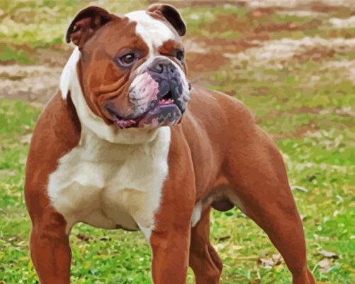 Old English Bulldog Paint By Number