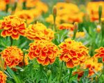 Orange French Marigolds paint by numbers