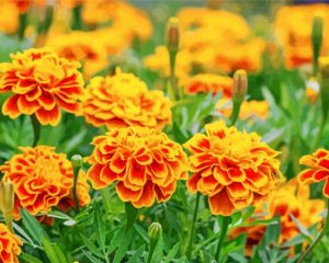 Orange French Marigolds paint by numbers