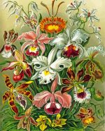 Orchidae Ernst Haeckel paint by numbers