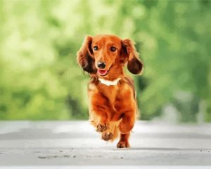 Running Long Haired Dachshun Paint by numbers