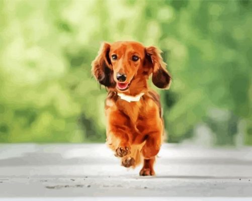 Running Long Haired Dachshun Paint by numbers