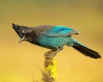 Steller s jay bird animal paint by number