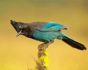 Steller s jay bird animal paint by number