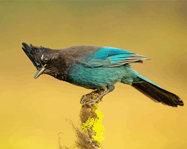 Steller s jay bird animal paint by number