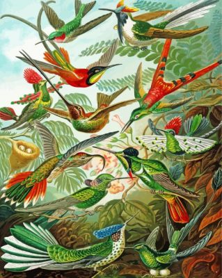 Trochilidae Ernst Haeckel paint by numbers