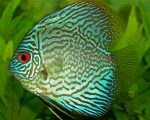 Turquoise Discus fish paint by numbers