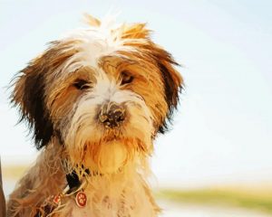 Adorable Tibetan terrier Puppy Paint by numbers