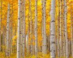 Aesthetic Aspen Trees paint by number