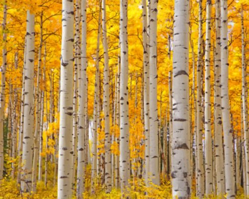 Aesthetic Aspen Trees paint by number 