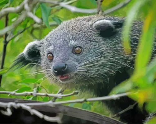 Aesthetic Binturong Paint by numbers