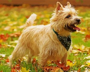 beige Cairn Terrier paint by number