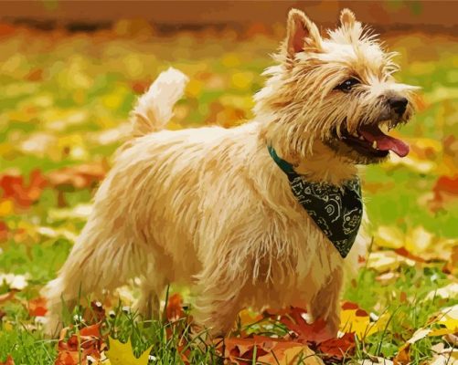 beige Cairn Terrier paint by number