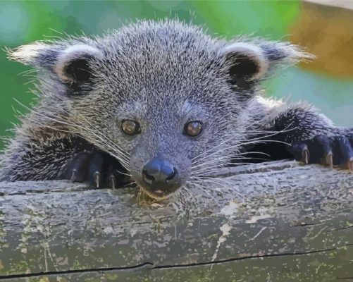 Binturong Animal Paint by numbers