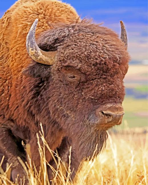 Bison Animal paint by numbers