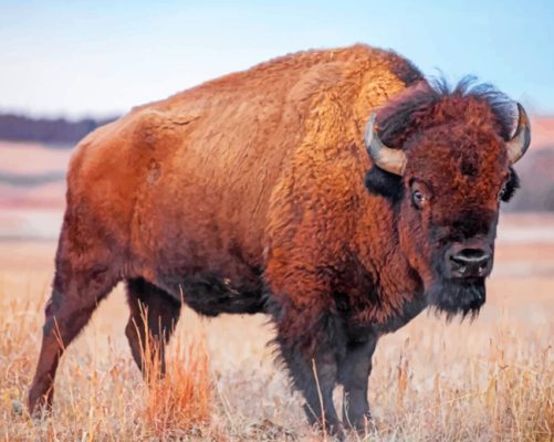 Bison paint by numbers